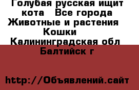 Голубая русская ищит кота - Все города Животные и растения » Кошки   . Калининградская обл.,Балтийск г.